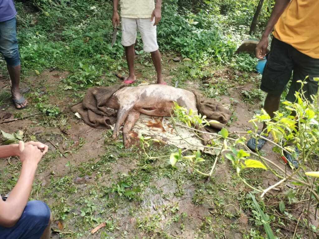 जंगली सूअर के शिकार पर वन विभाग की चुप्पी क्या कार्रवाई होगी या लीपापोती?