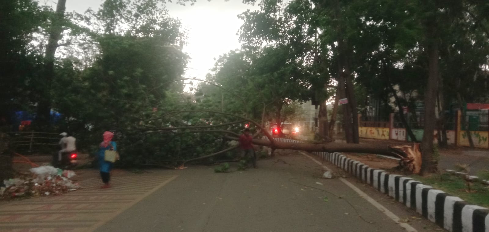 रांची में मोराबादी वेंडिंग जोन मार्केट के पास आंधी-तूफान से गिरा पेड़।