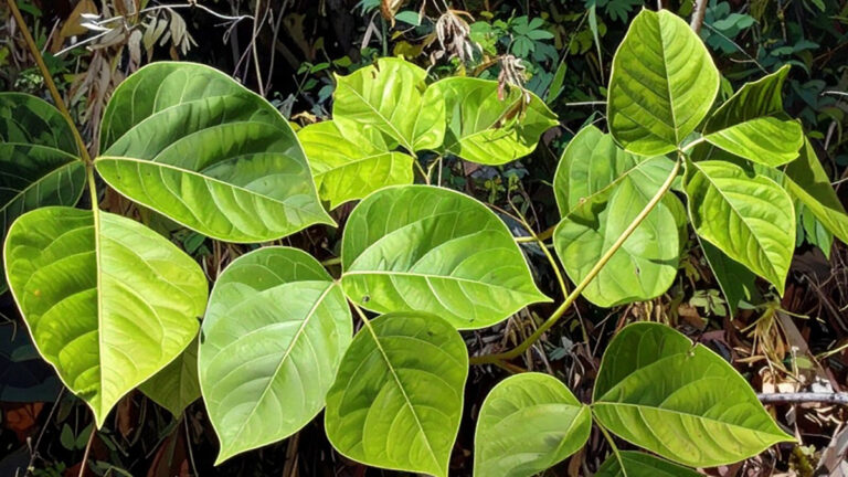 विदारीकंद के फायदे और नुकसान